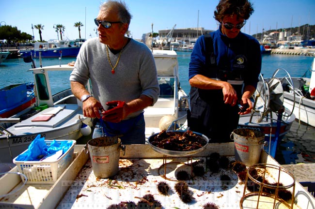 Fishermen divers preparing live sea urchins