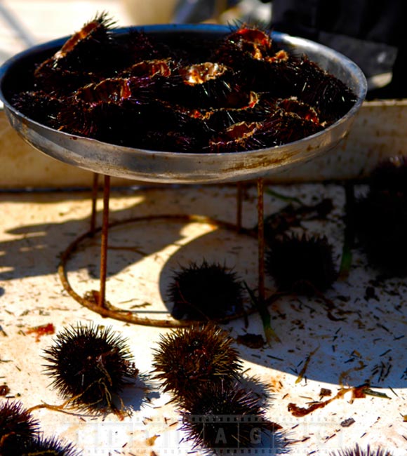 Live sea urchins seafood dish