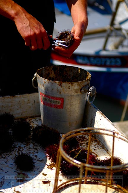 Fisherman cleaning sea urchin at Cassis harbour