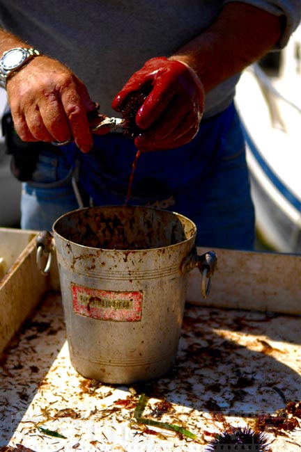 Crew preparing sea urchins catch for tourists