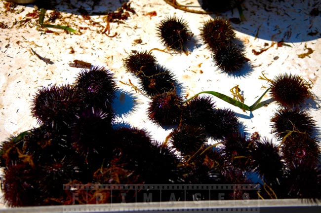 Sea urchins catch on the table