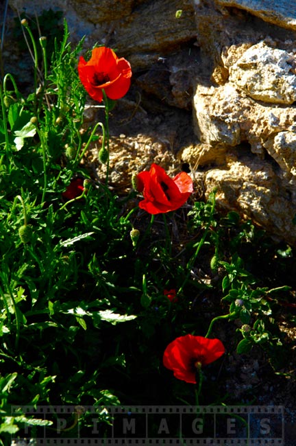 Red poppies blooming in the spring