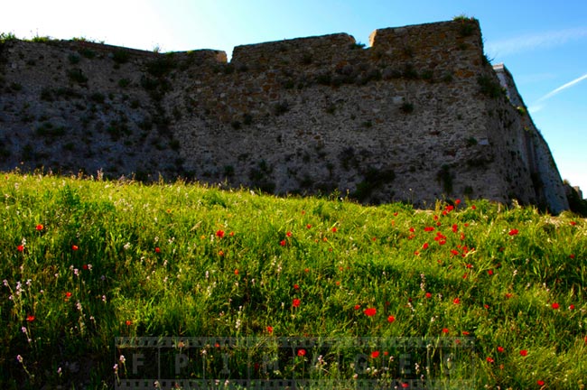 Old citadel wall and a field of spring wildflowers