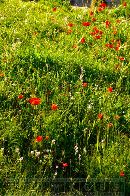 Bright red poppies and other spring wildflowers