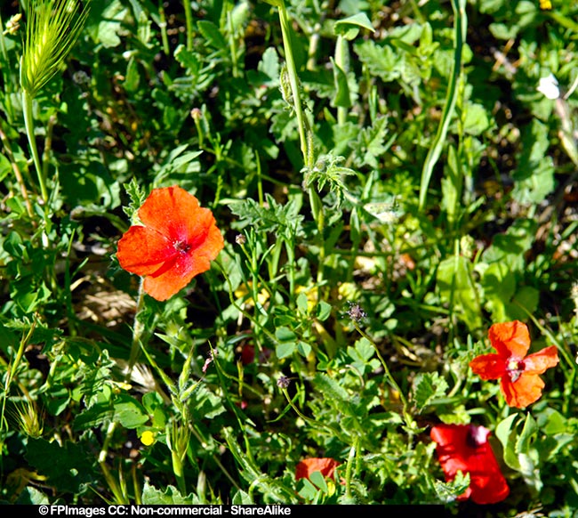 Red poppy spring flowers