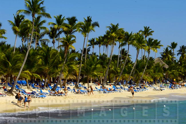 Palm trees and golden sand at the resort