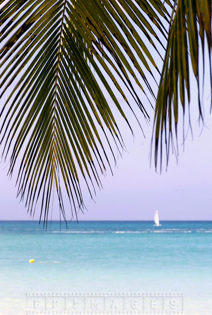 Tropical paradise scene at the beach