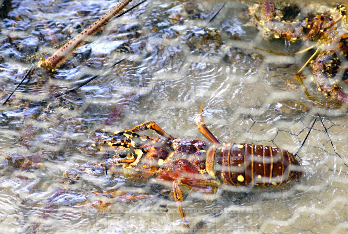 Live Caribbean lobster for sale directly from local fishermen