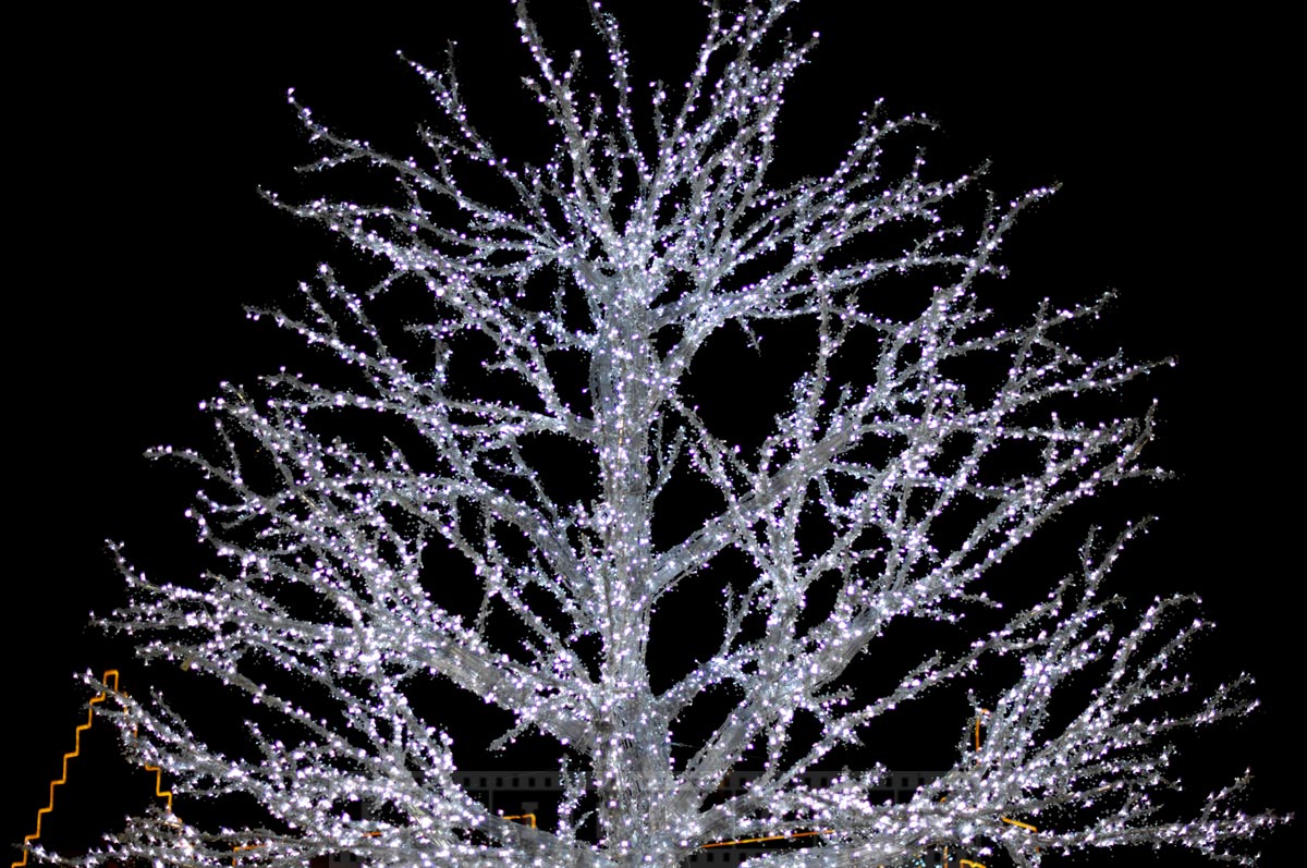 Tree with outdoor lights at Market square