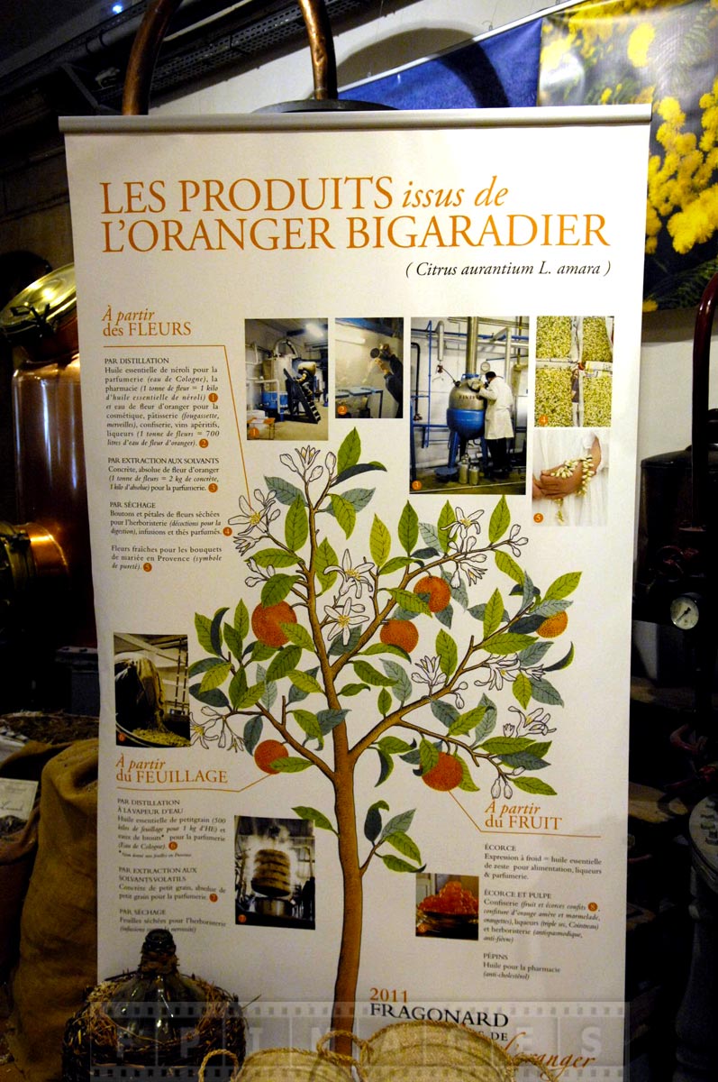 Poster describing uses of orange tree in perfume making