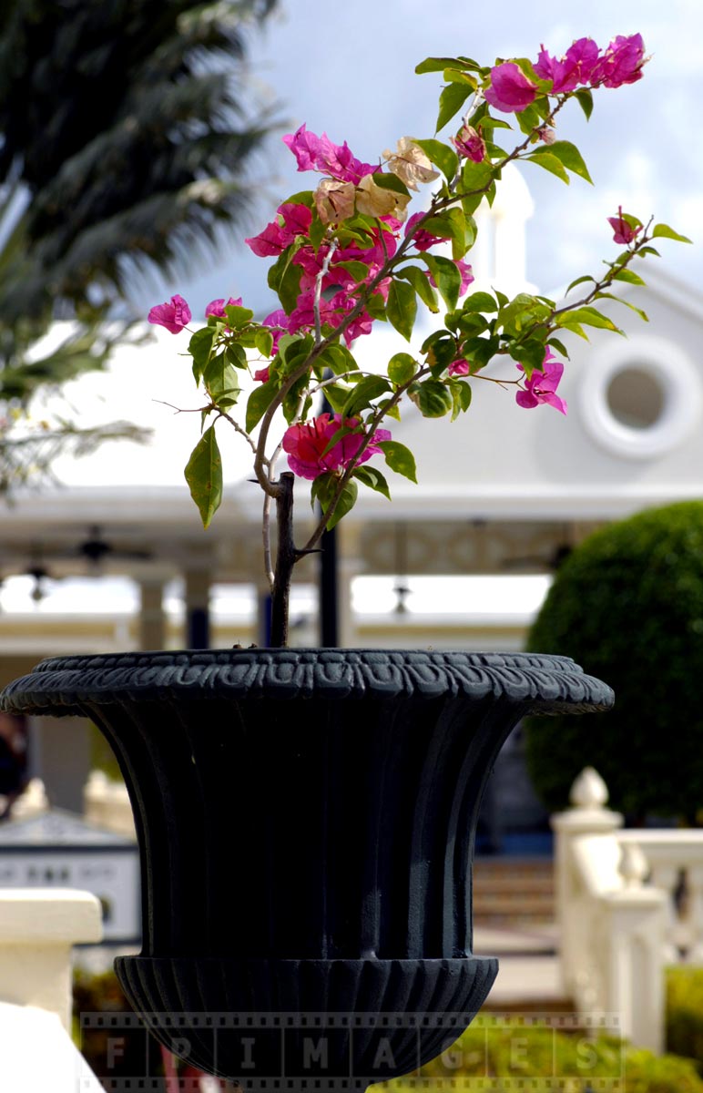 Beautiful grounds decorations at Riu Negril