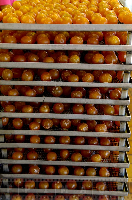 Golden and delicious clementines waiting to be packaged