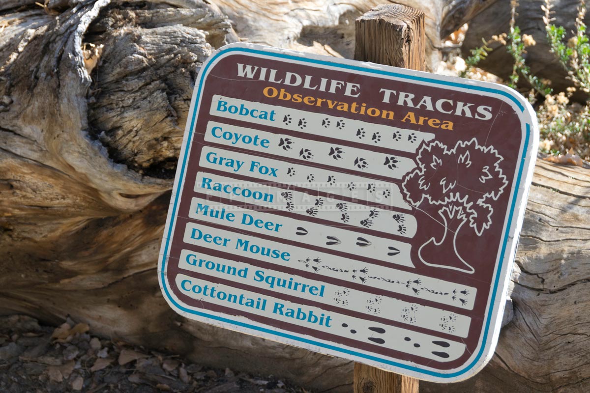 Picture of different animals tracks