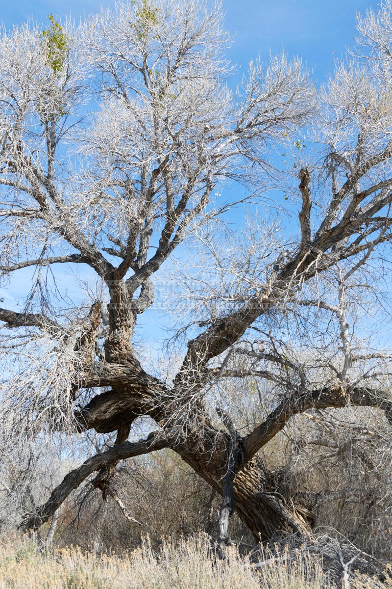 leafless cottonwood tree during winter season