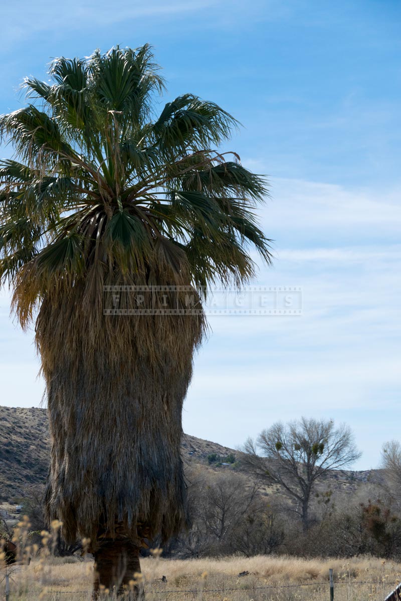 Single California fan palm