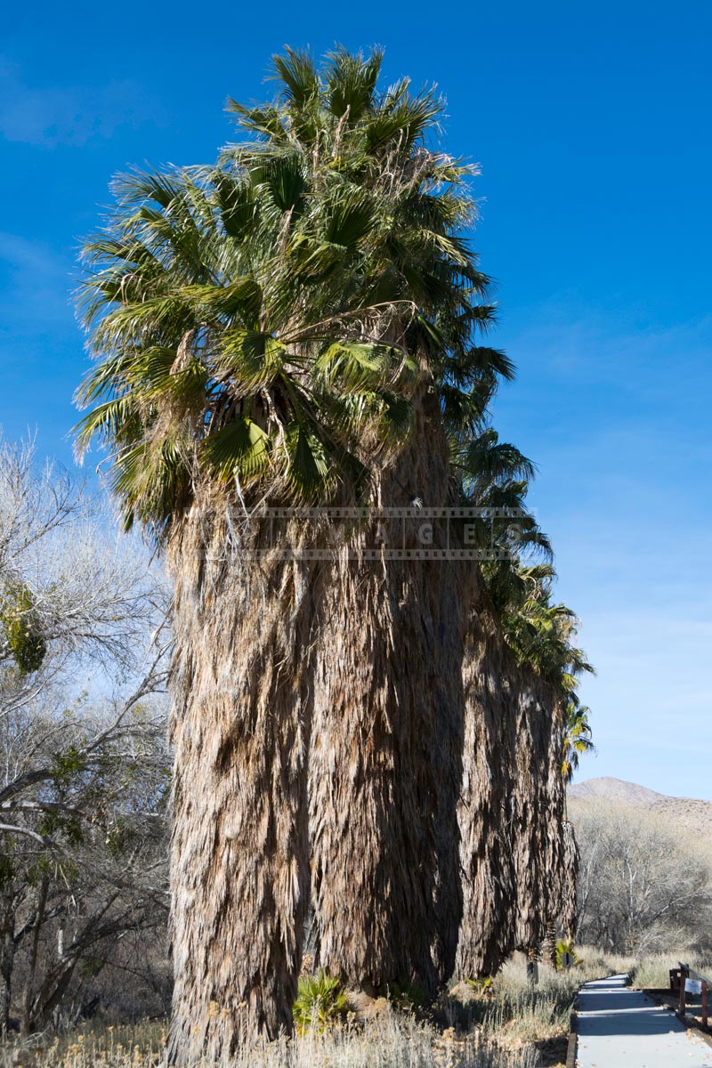 Boardwalk near tall California Fan Palms (Washingtonia filifera)