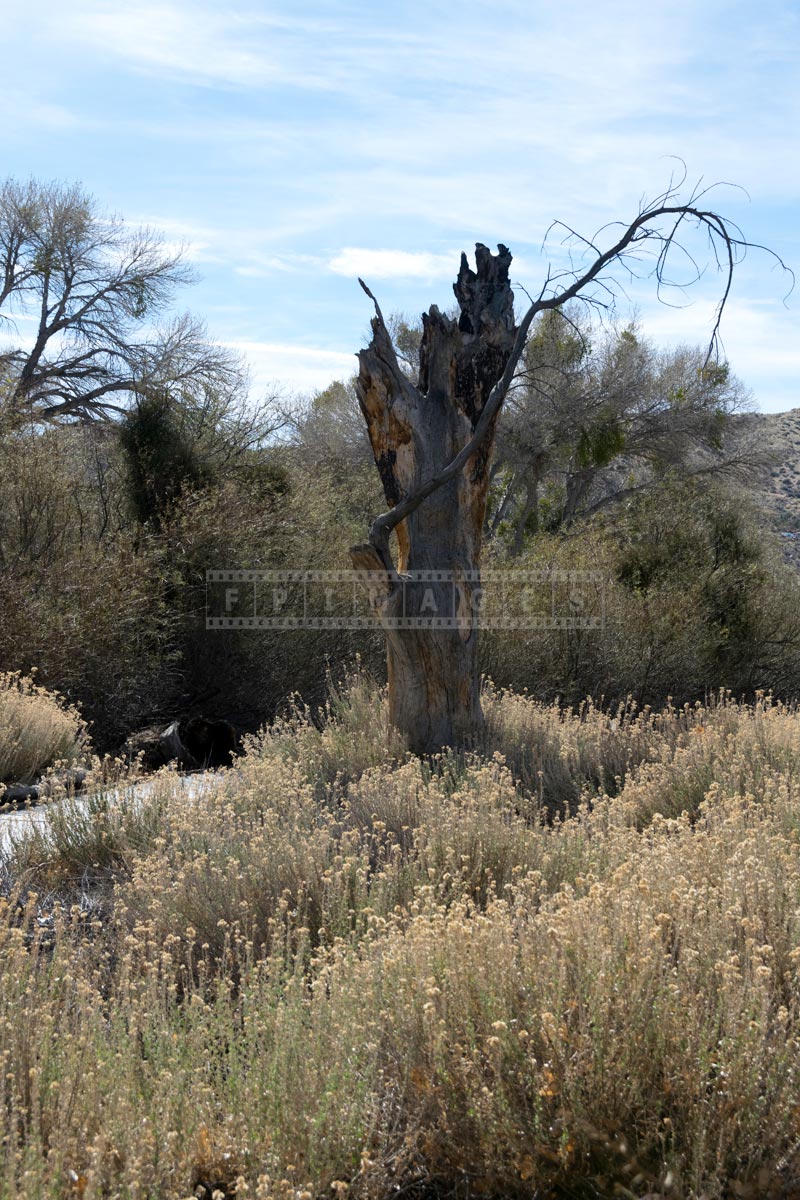 Dry tree trunk near the hike