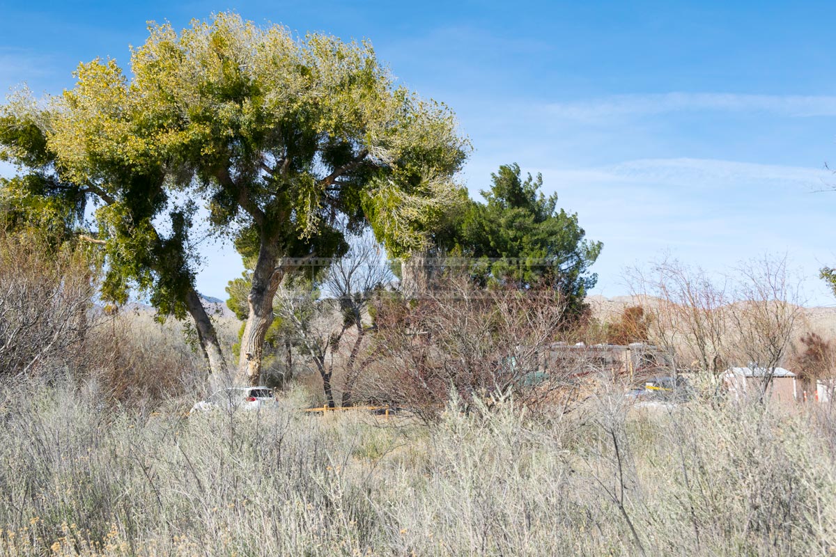 Old cottonwood tree