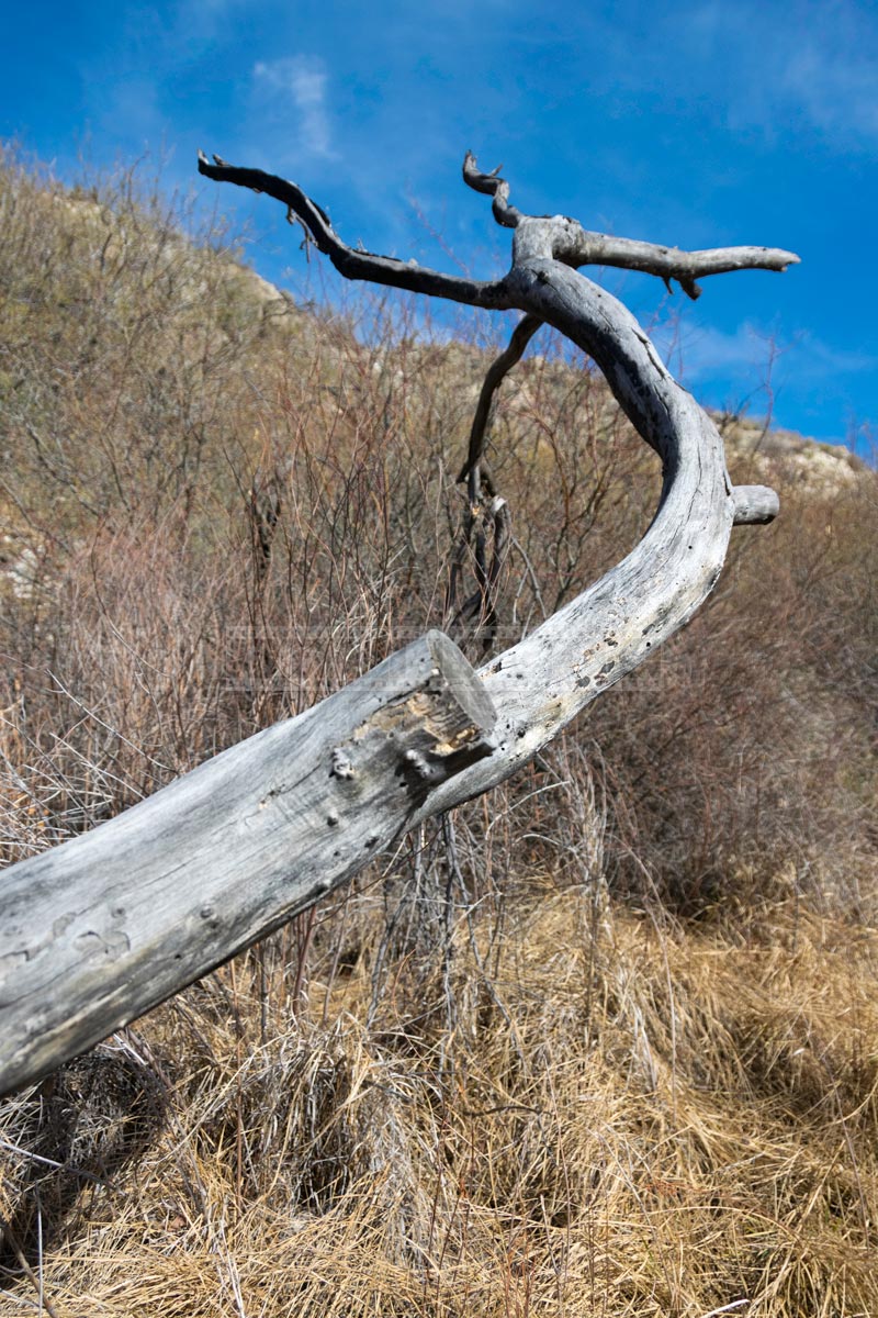 Dry Curved tree branch