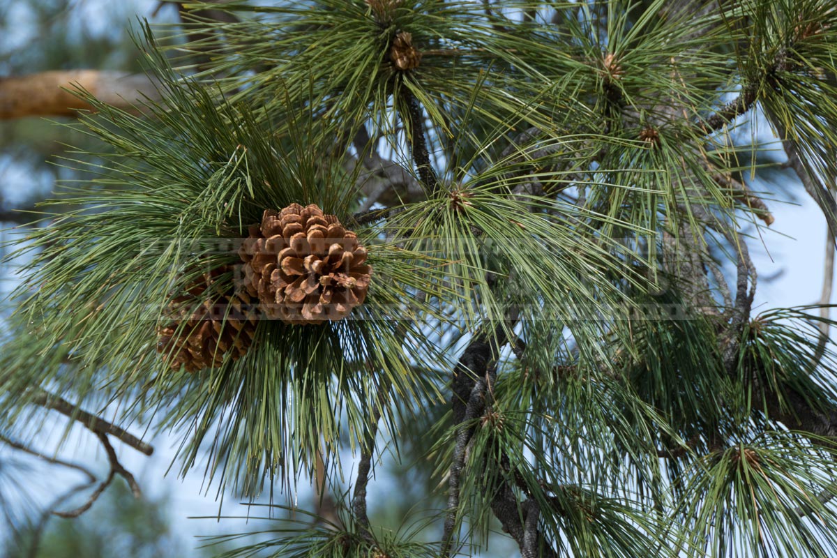 Pine cones close-up view