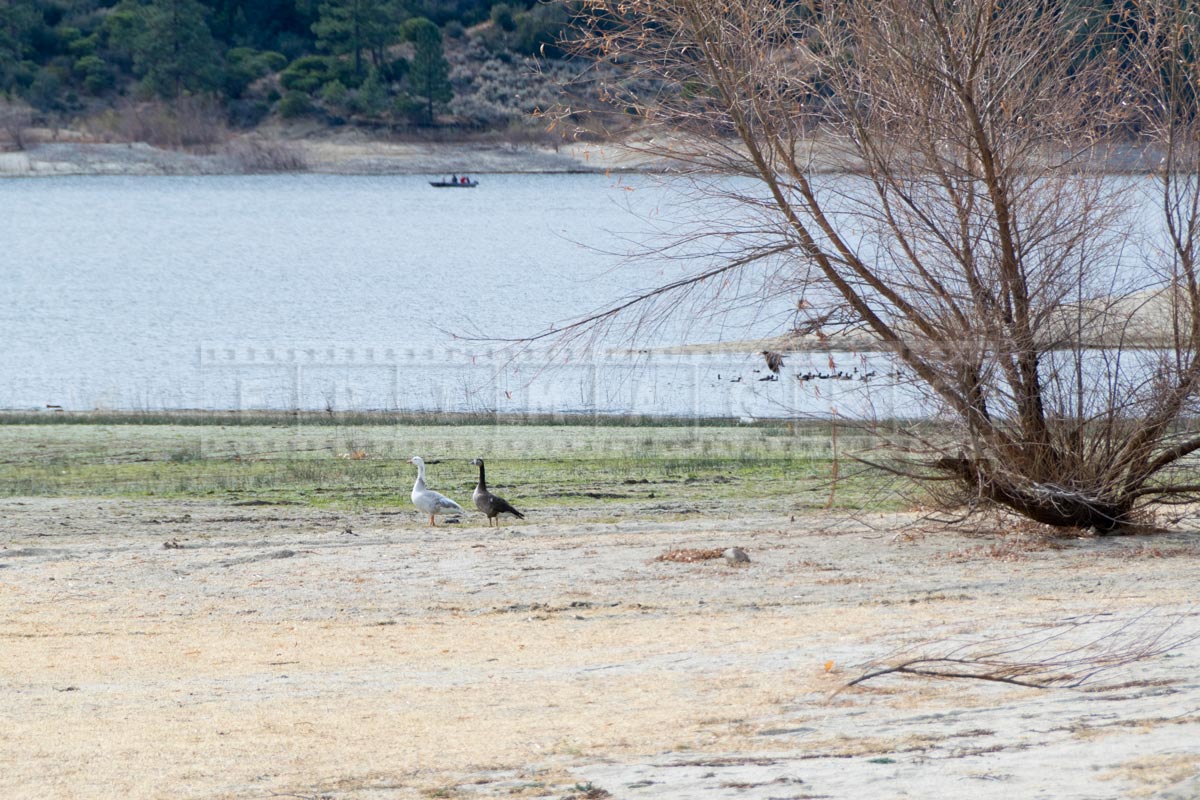 Two geese near the lake Hemet