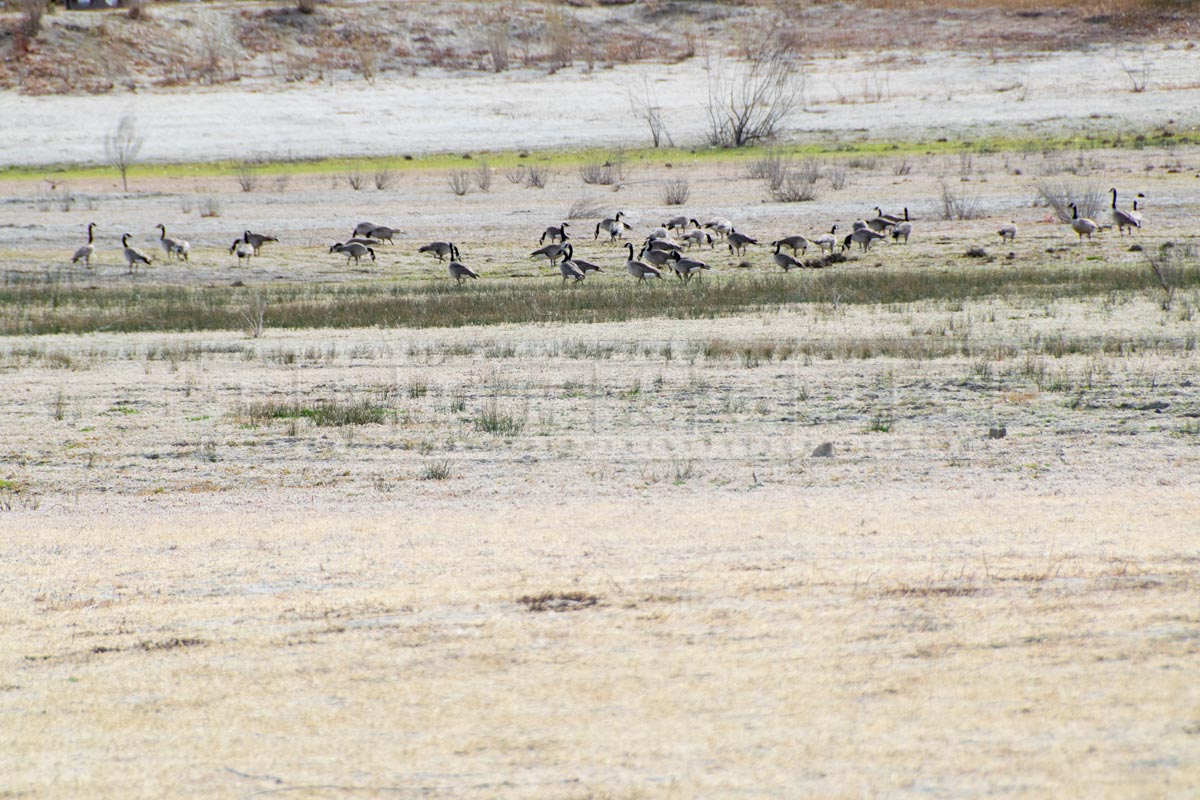 Flock of geese feeding near the water