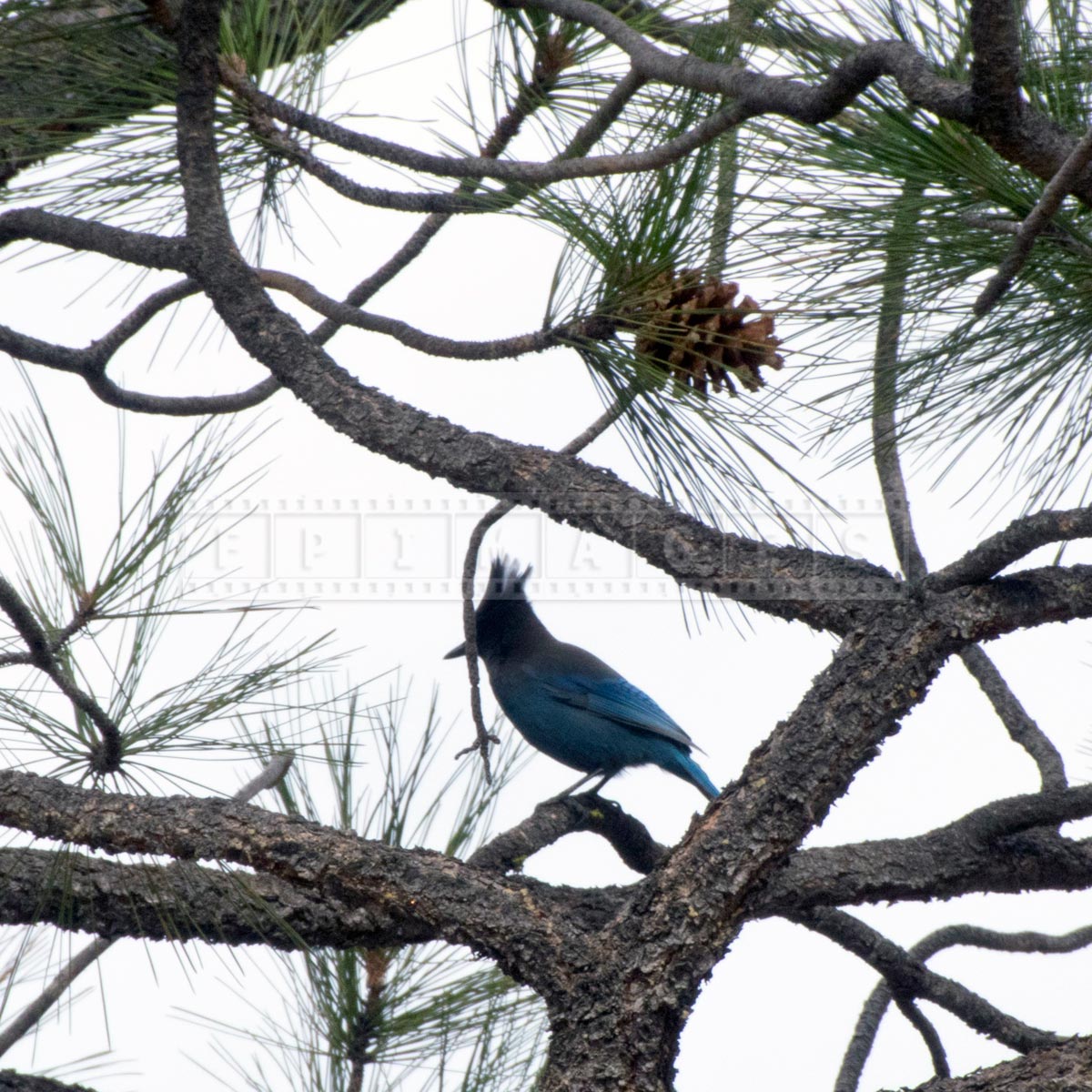 Wild blue bird - Pinyon Jay sitting on the pine