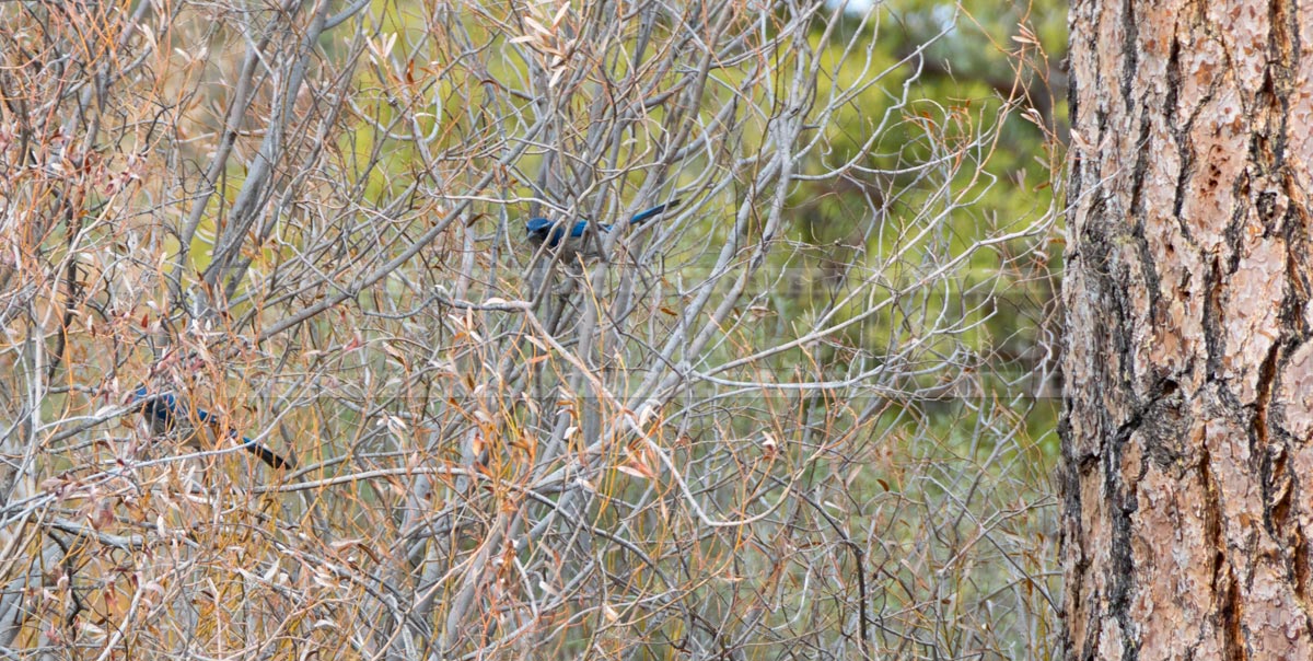 Wild birds at Hurkey Creek Park