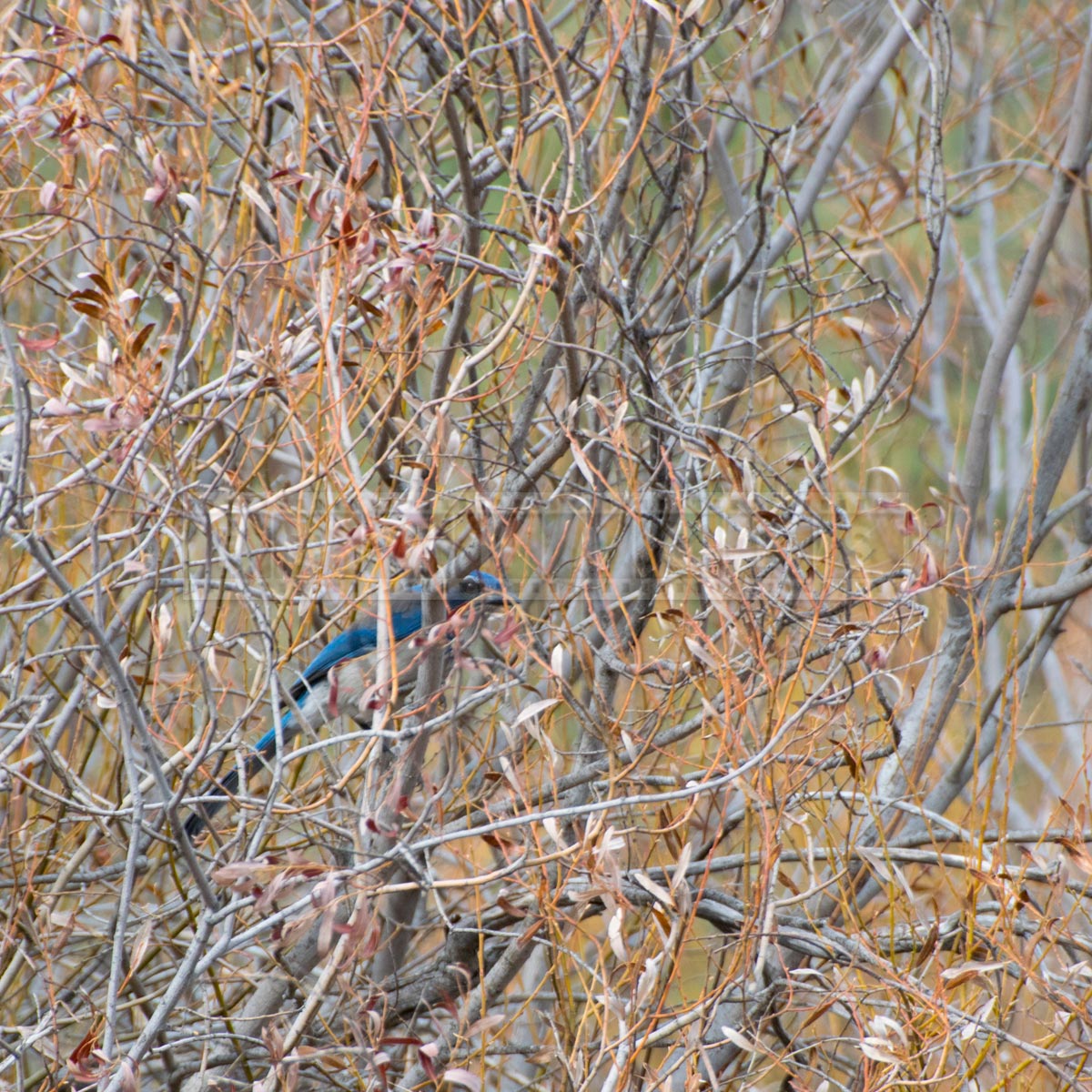 Curious pinyon jay wild bird