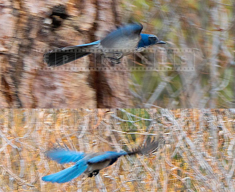 Bright blue pinyon jay in flight