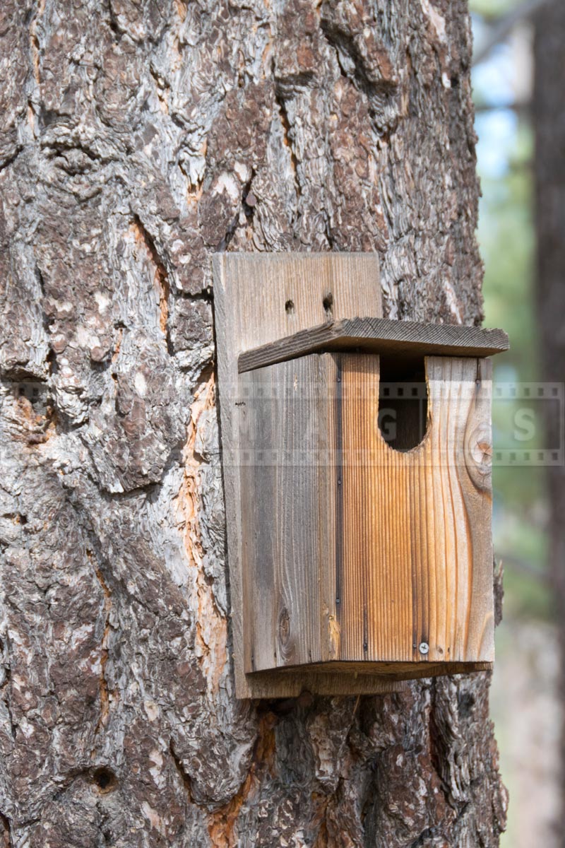 Birdhouse at Ramona trail