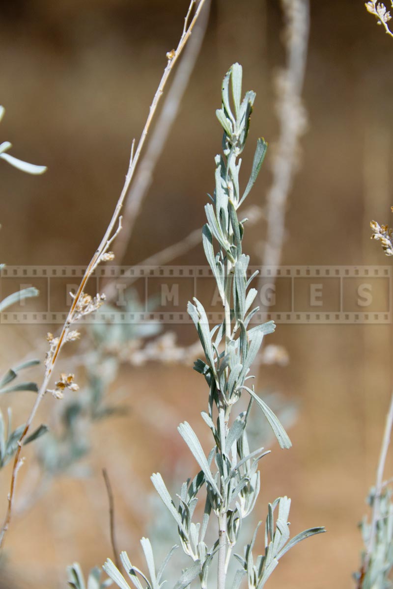 Tall grass branch