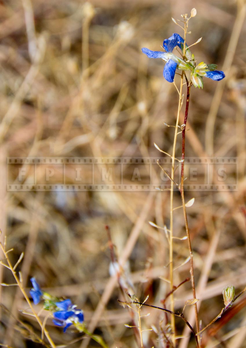 Blue Wildflowers