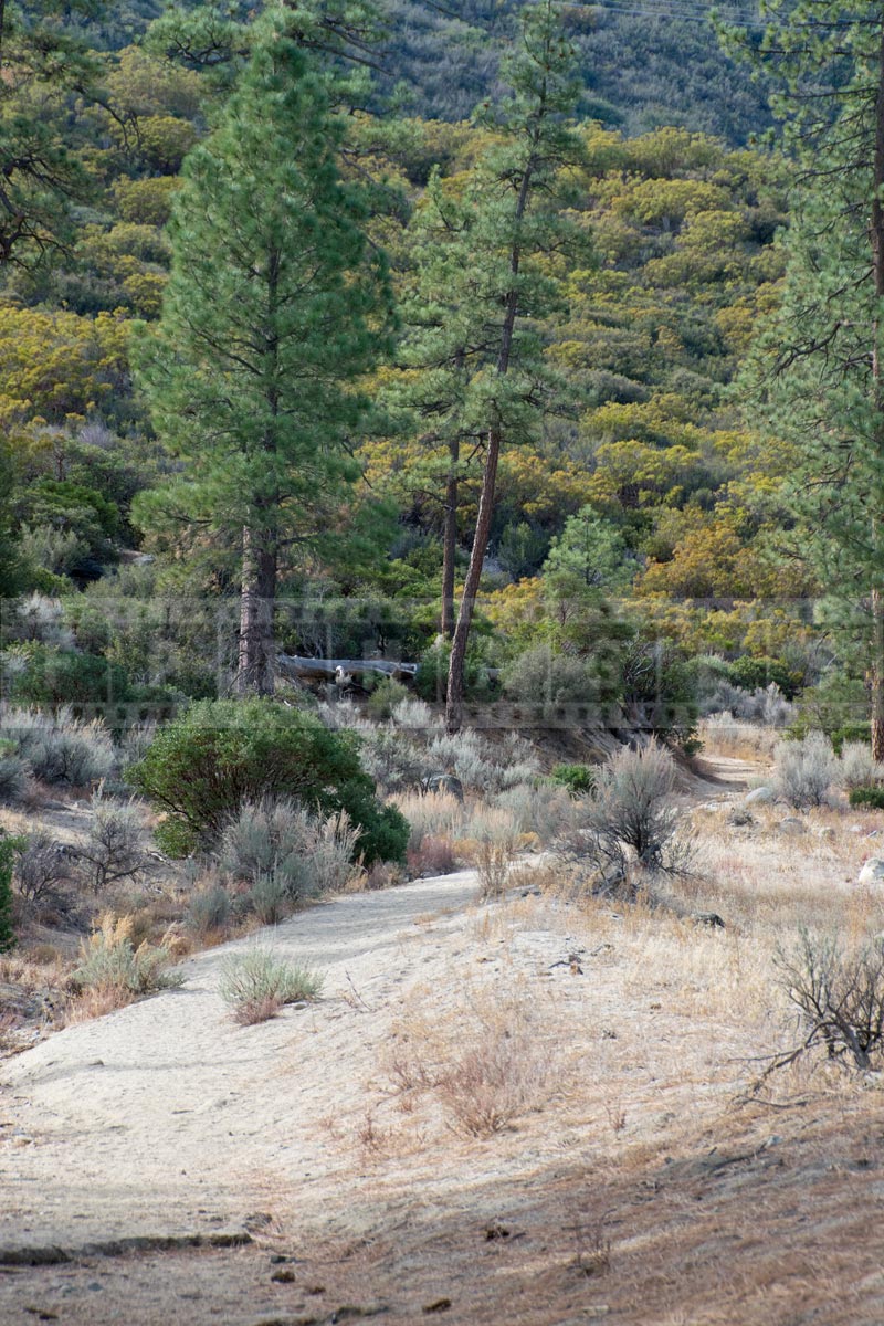 Hiking trail leading into mountains