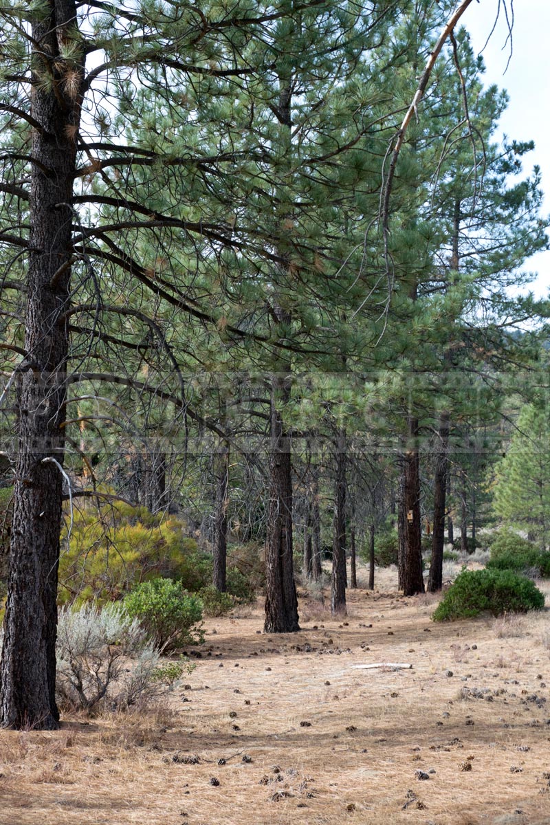 Tall pines around Ramona trail