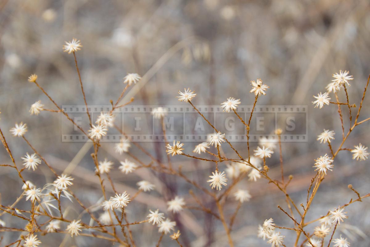 Dry flowers near the trail