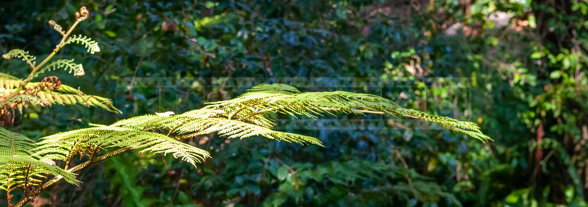 delicate ferns at Descanso gardens