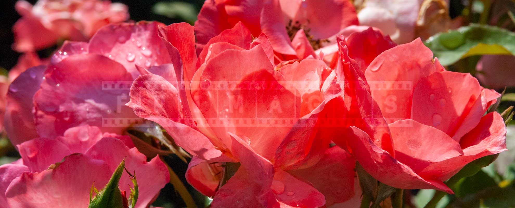 Close up image of pink floribunda roses bunch with water droplets