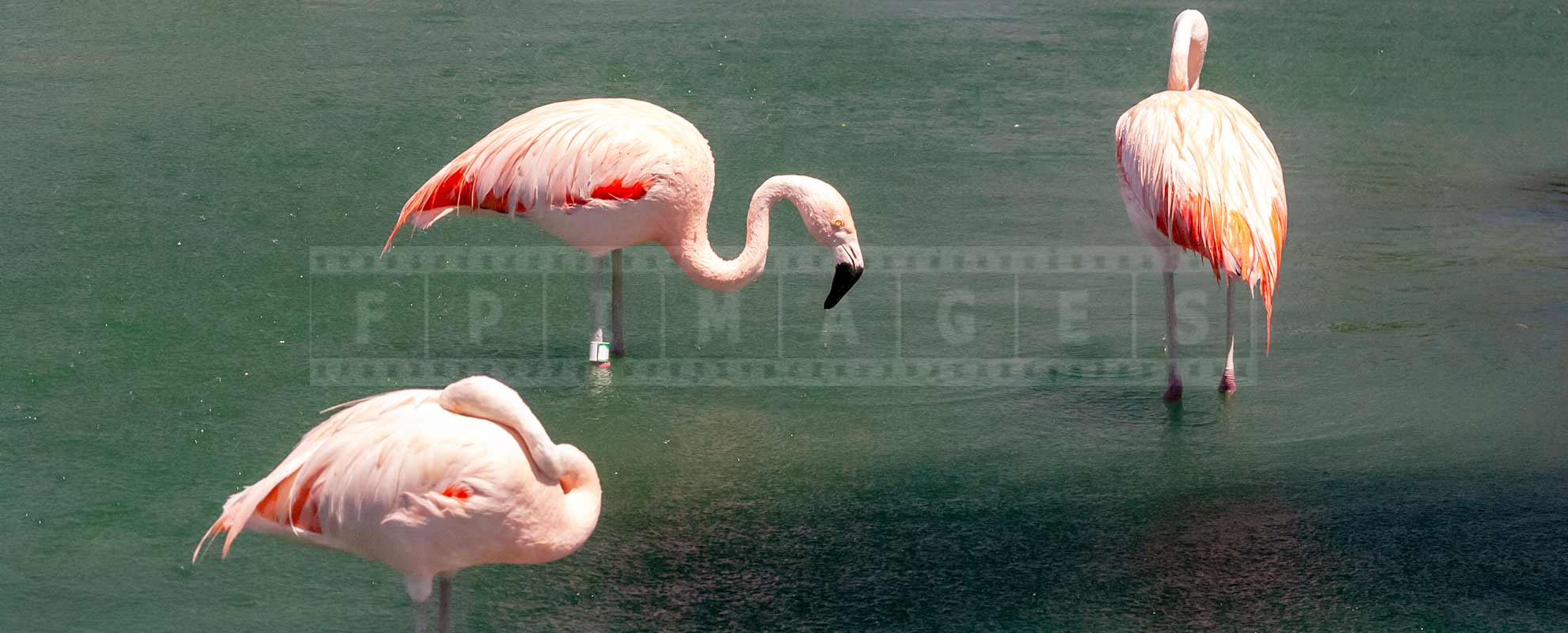 three pink flamingos