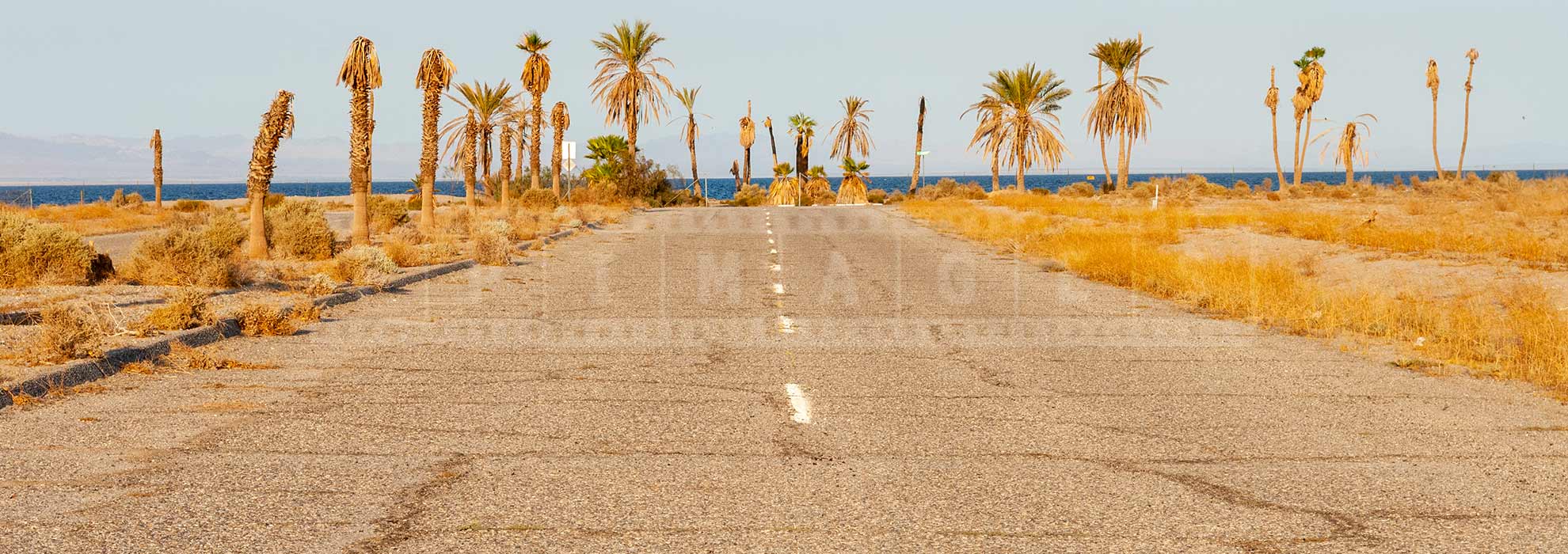 Dying palm trees and abandoned street