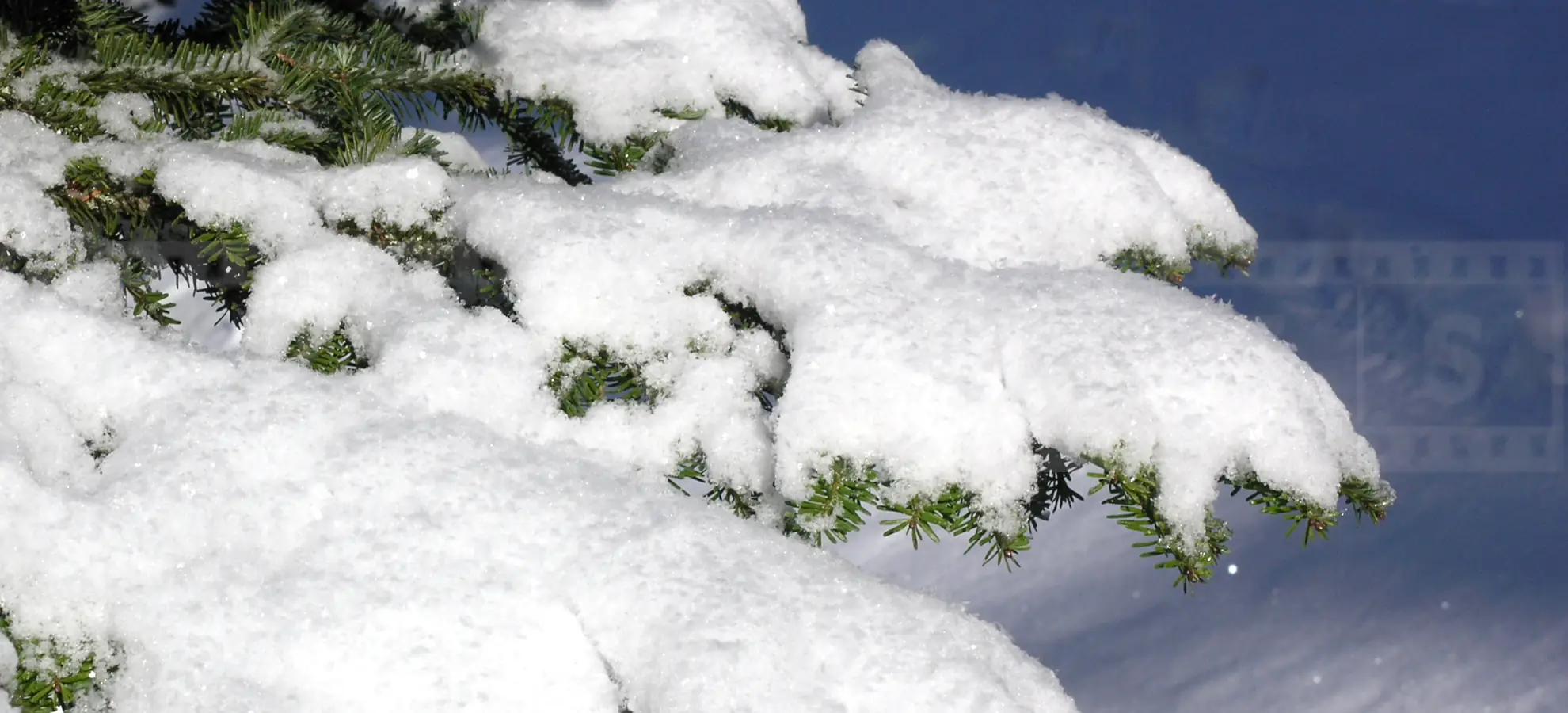 Evergreen tree with fresh snow in Canada