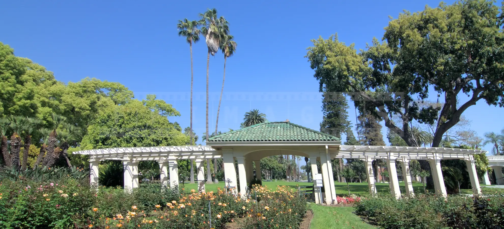 Amazing rose garden at Wrigley house in Pasadena
