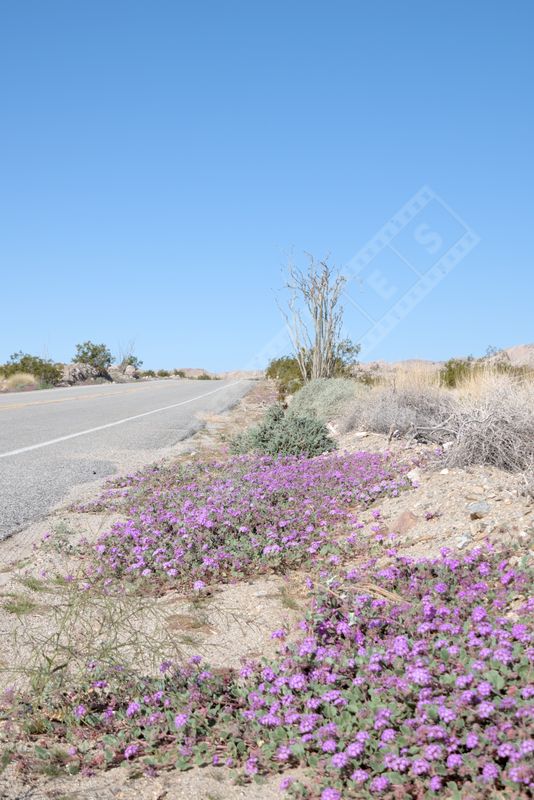 This image beautifully captures the serene beauty of a desert landscape adorned with a burst of wildflowers.