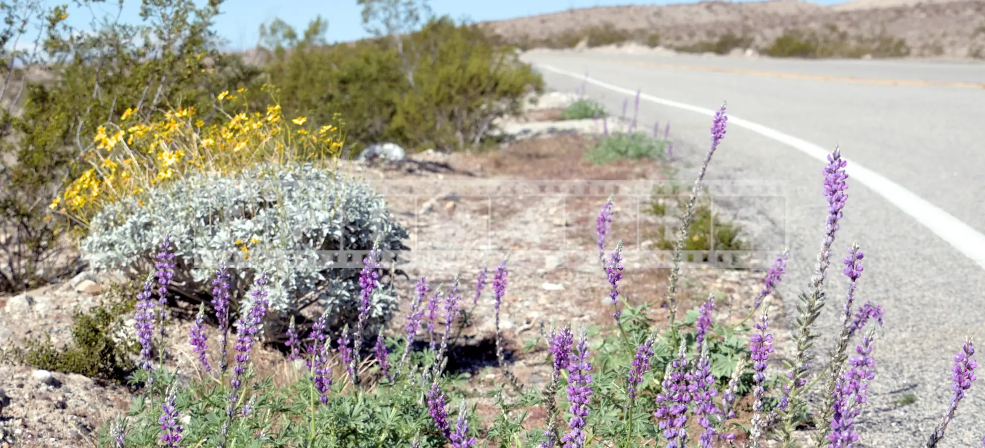 Colorful wildflowers by the road in Anza-Borrego State Park, California