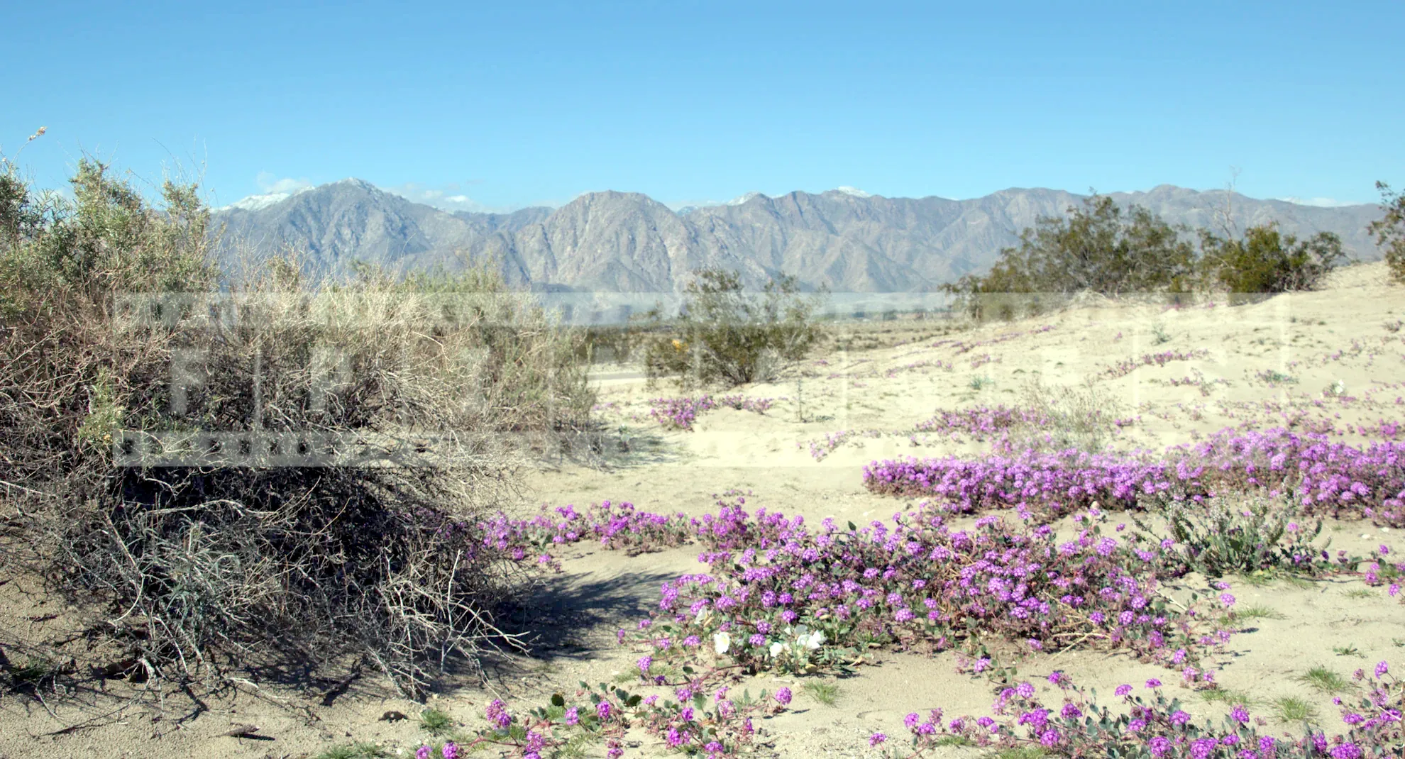This image beautifully captures the contrast between the arid desert and the lively bloom of wildflowers.